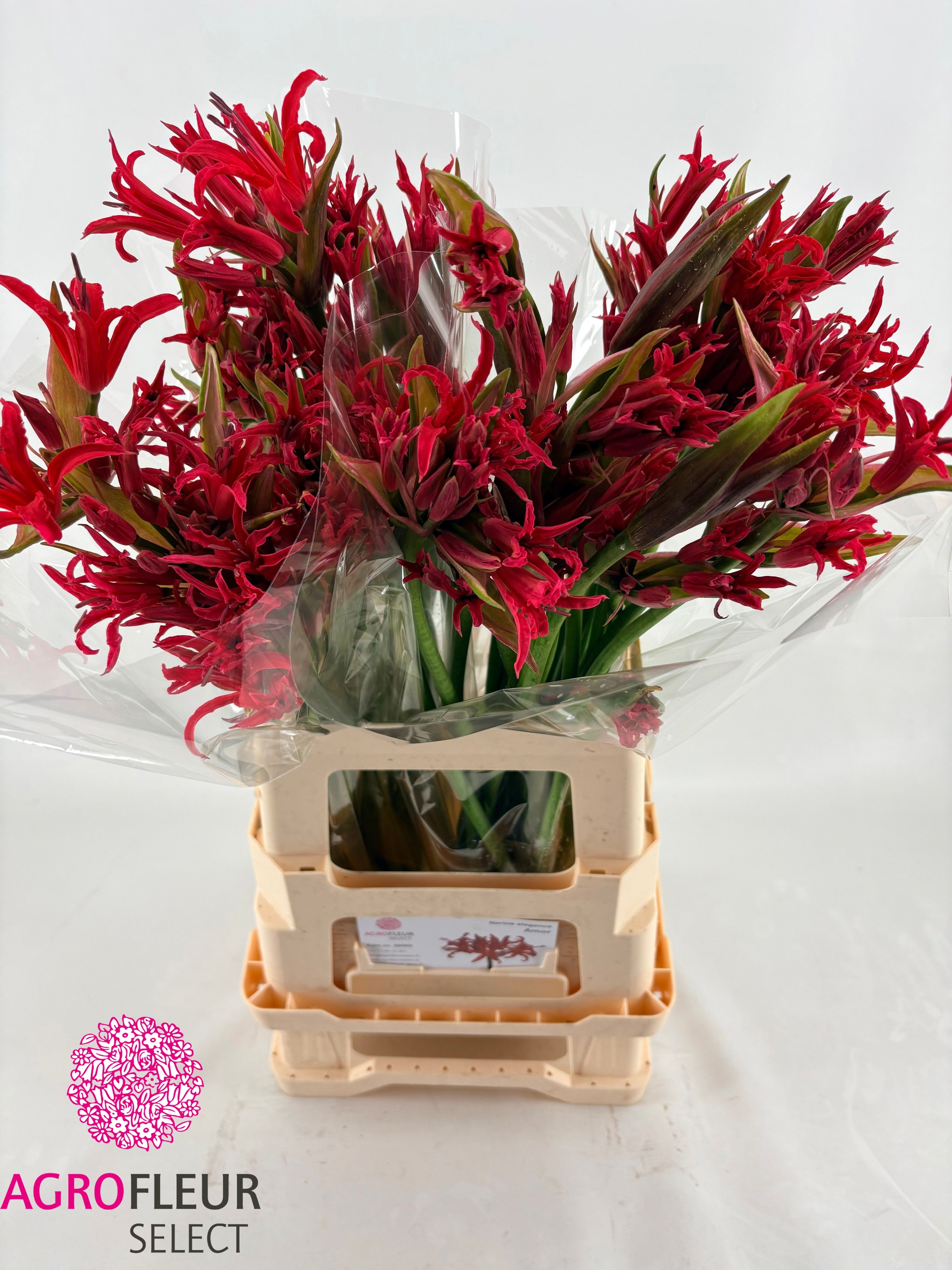 Ne Elegance Amor 60cm