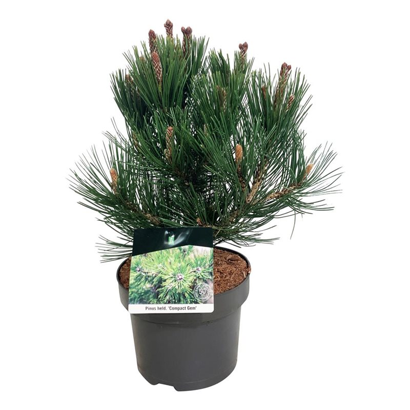 Picture of Pinus held. 'Compact Gem'