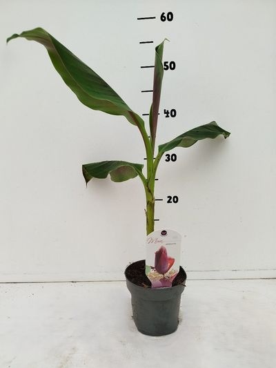 Musa sikkemensis PL