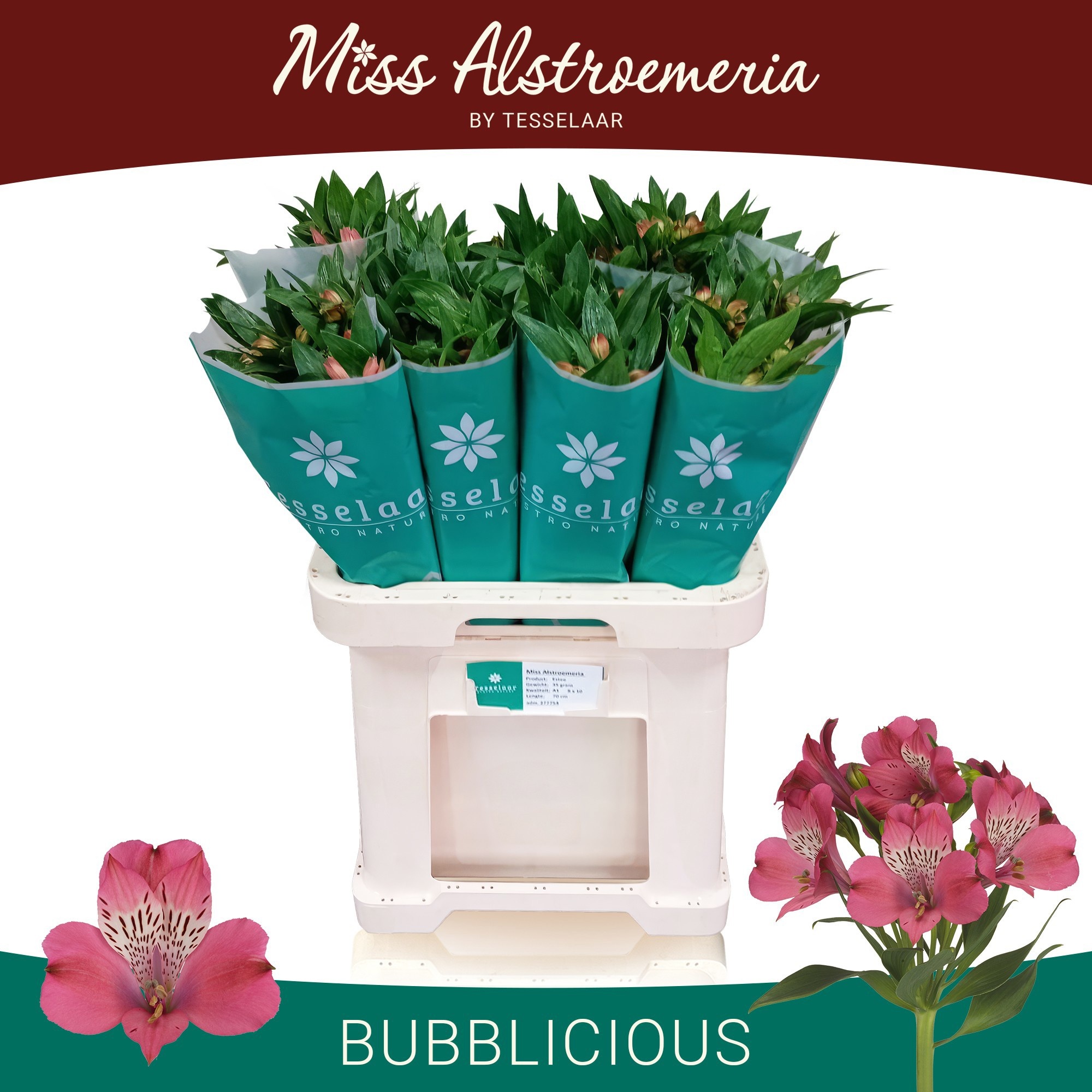 Alstr Bubblicious 70cm 40gram