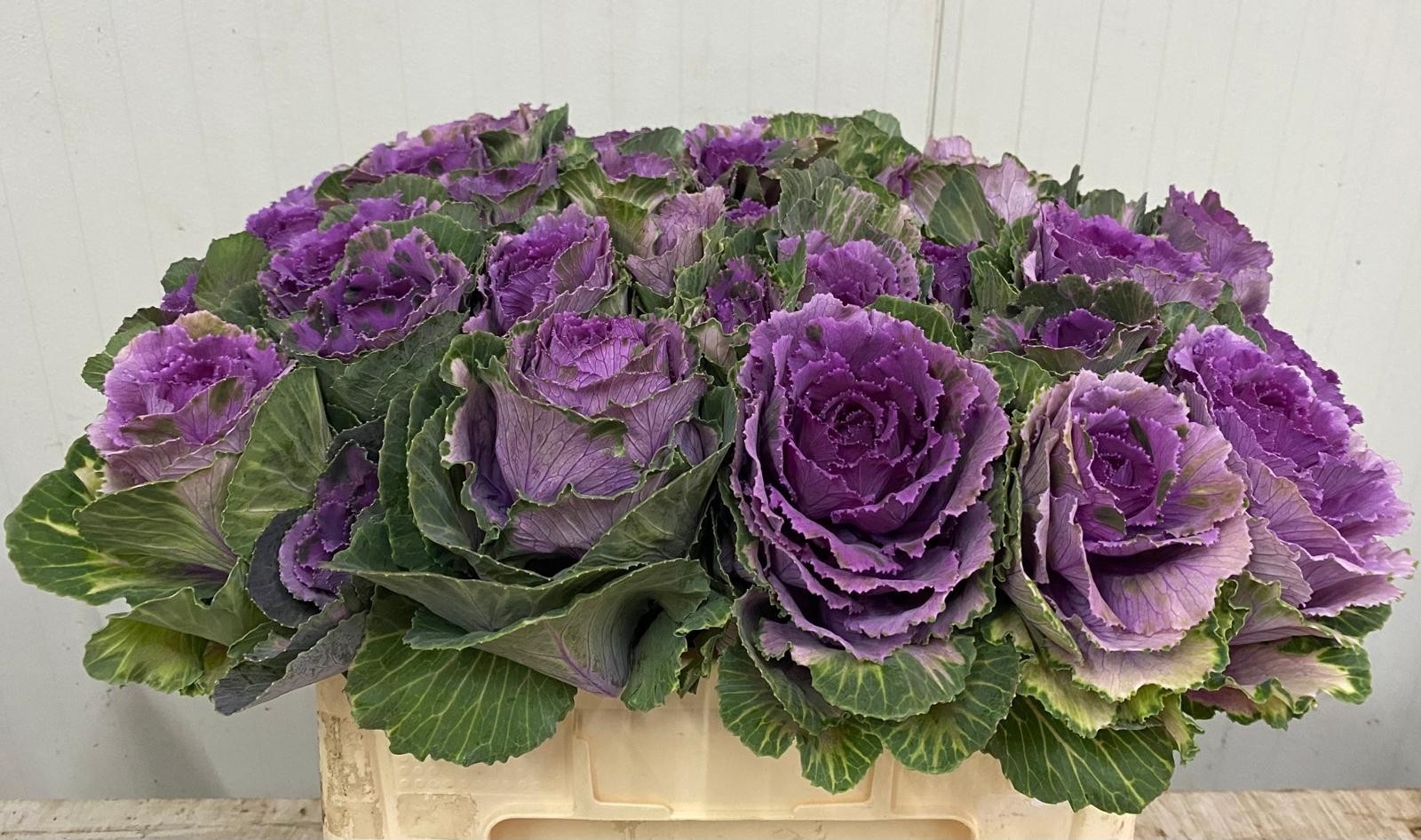 Brassica Red Crane 50cm