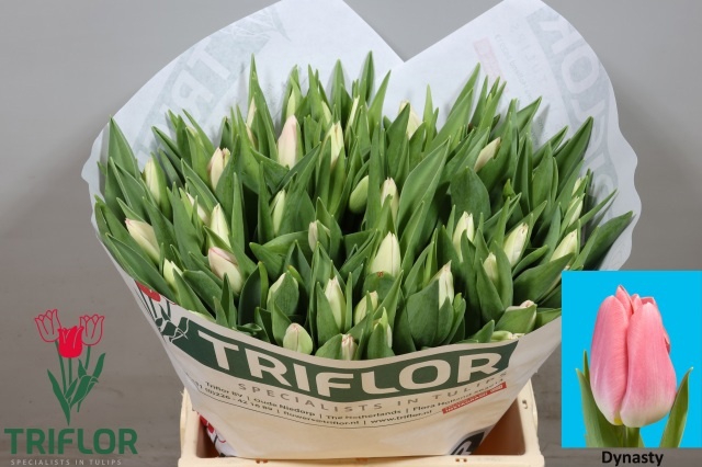 Tulipa Dynasty 41cm 36gram