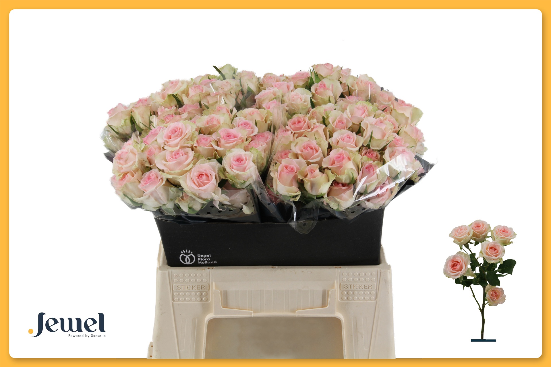R Tr Happy Wedding 40cm