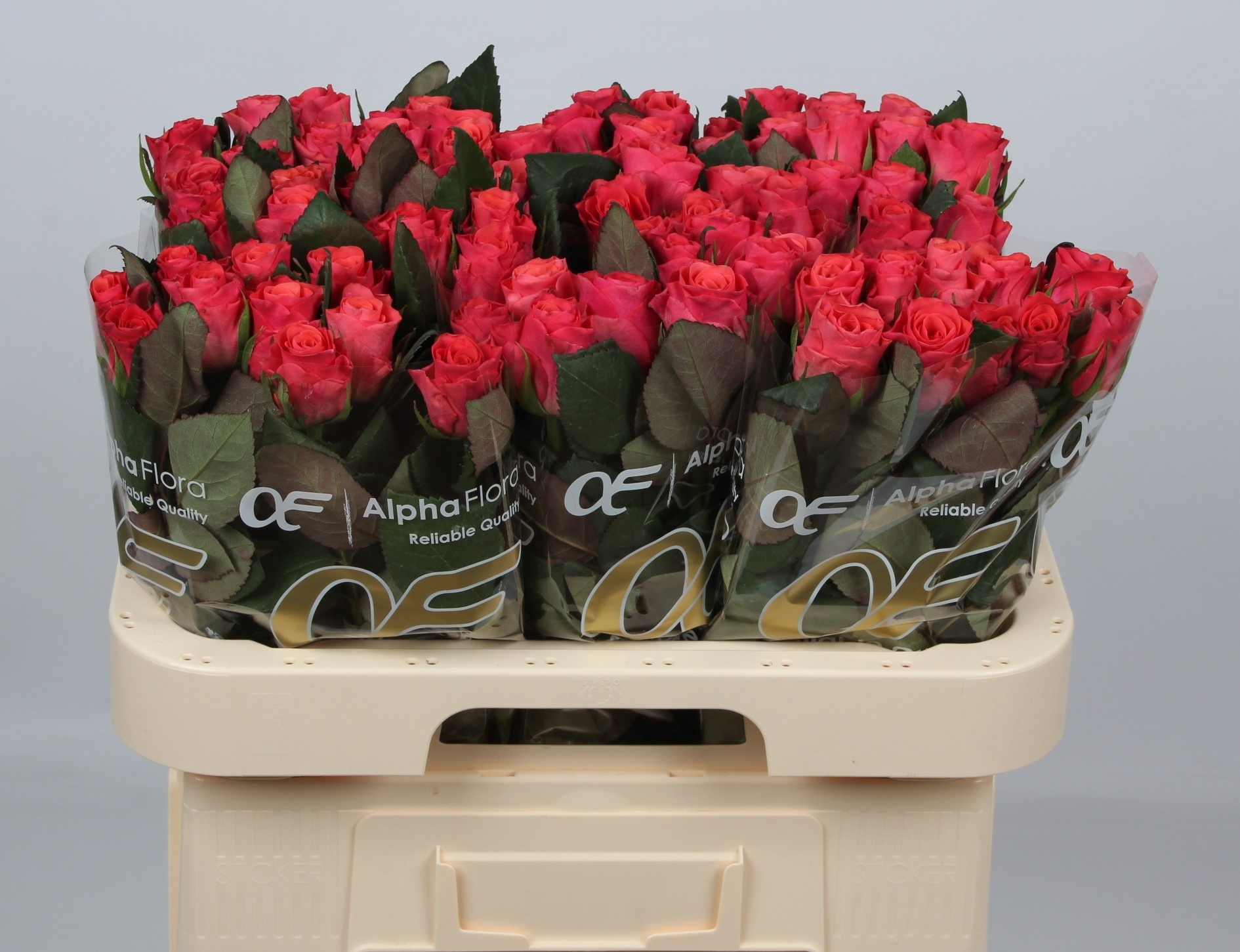 Rosa Pink Tacazzi 60cm