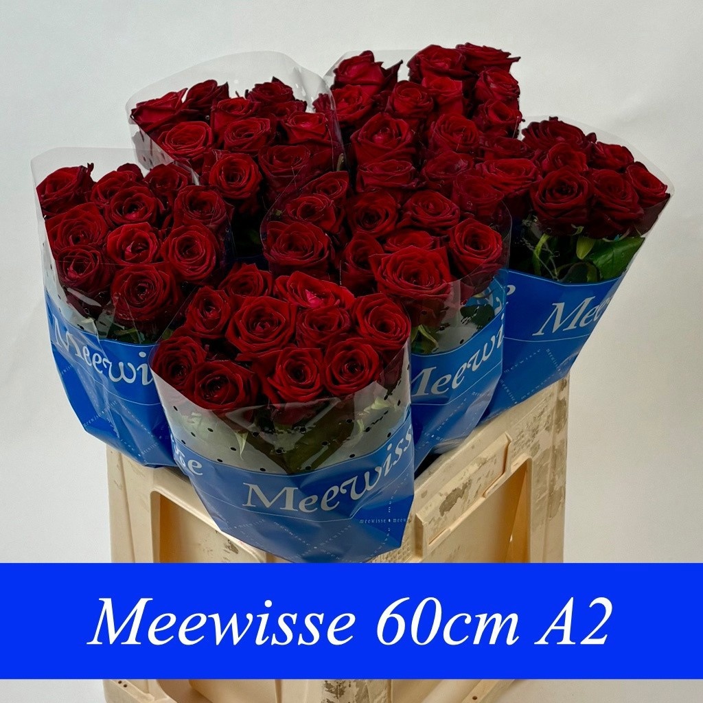 Rosa Red Naomi 60cm