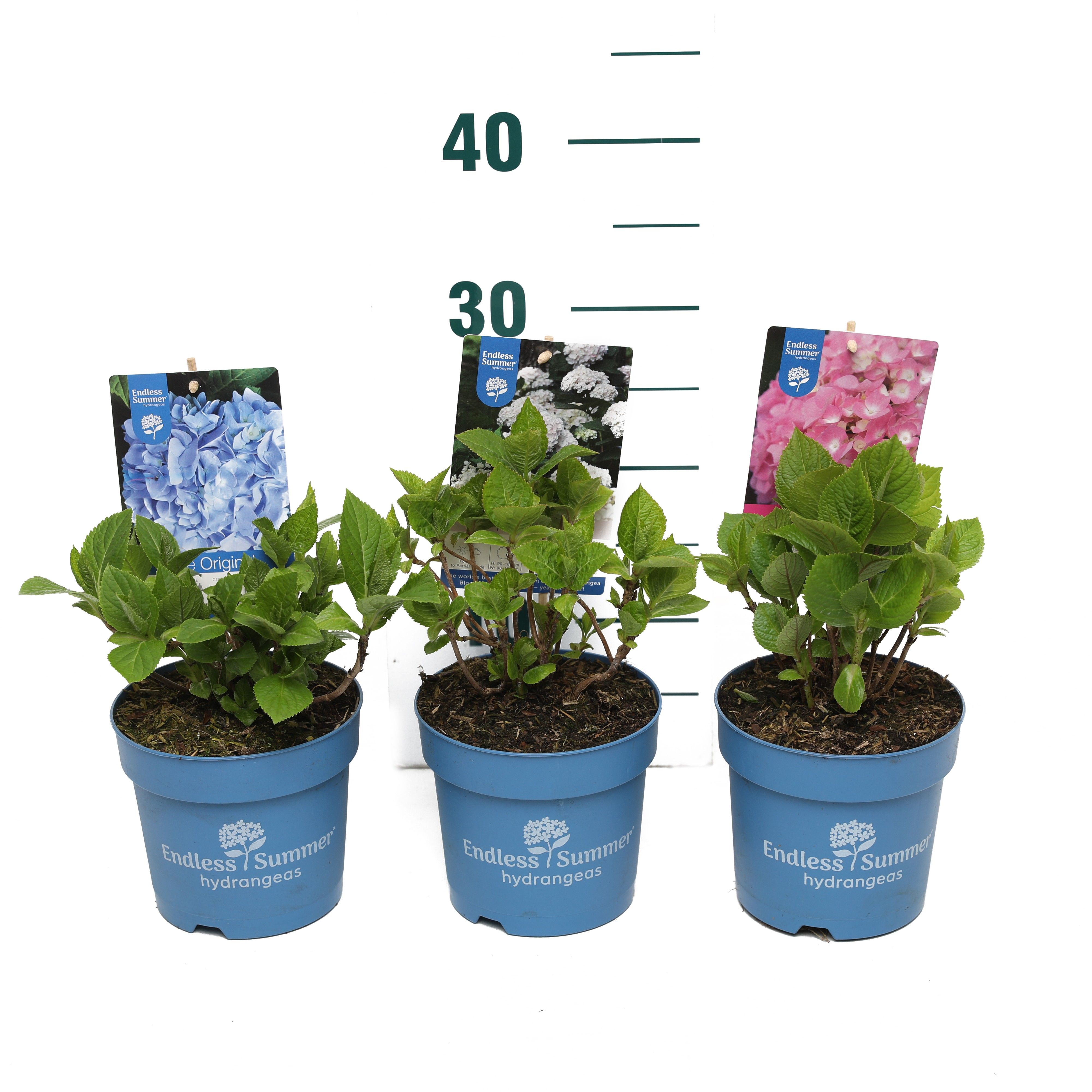 Hydrangea 'Endless Summer Mix'