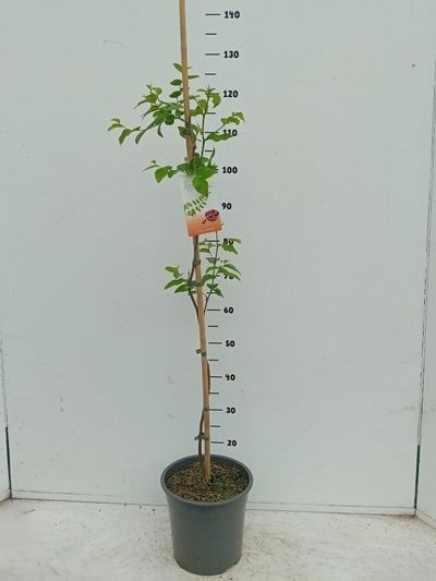 Ziziphus jujuba