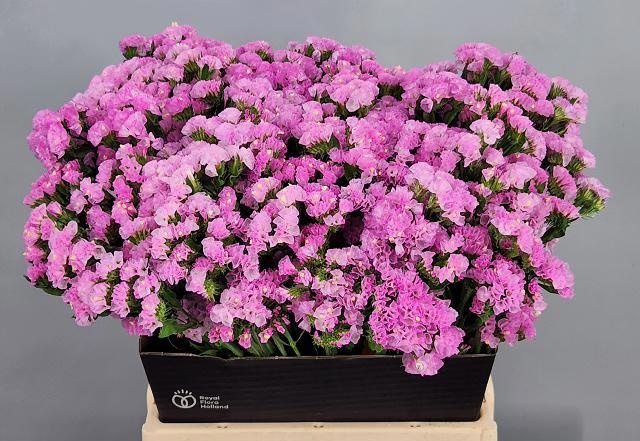 Limonium Si Pretty Wing 50cm 20gram