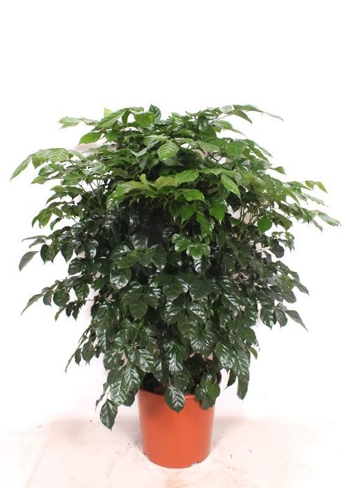 Radermachera hainanensis p30 Fachjan