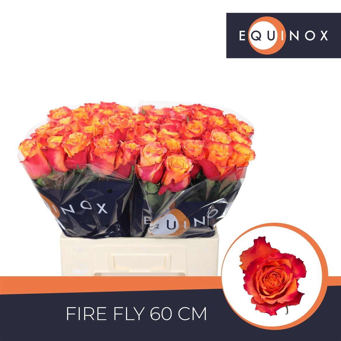 R Gr Fire Fly