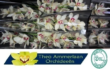 Cymbidium Ivory 8/11bl