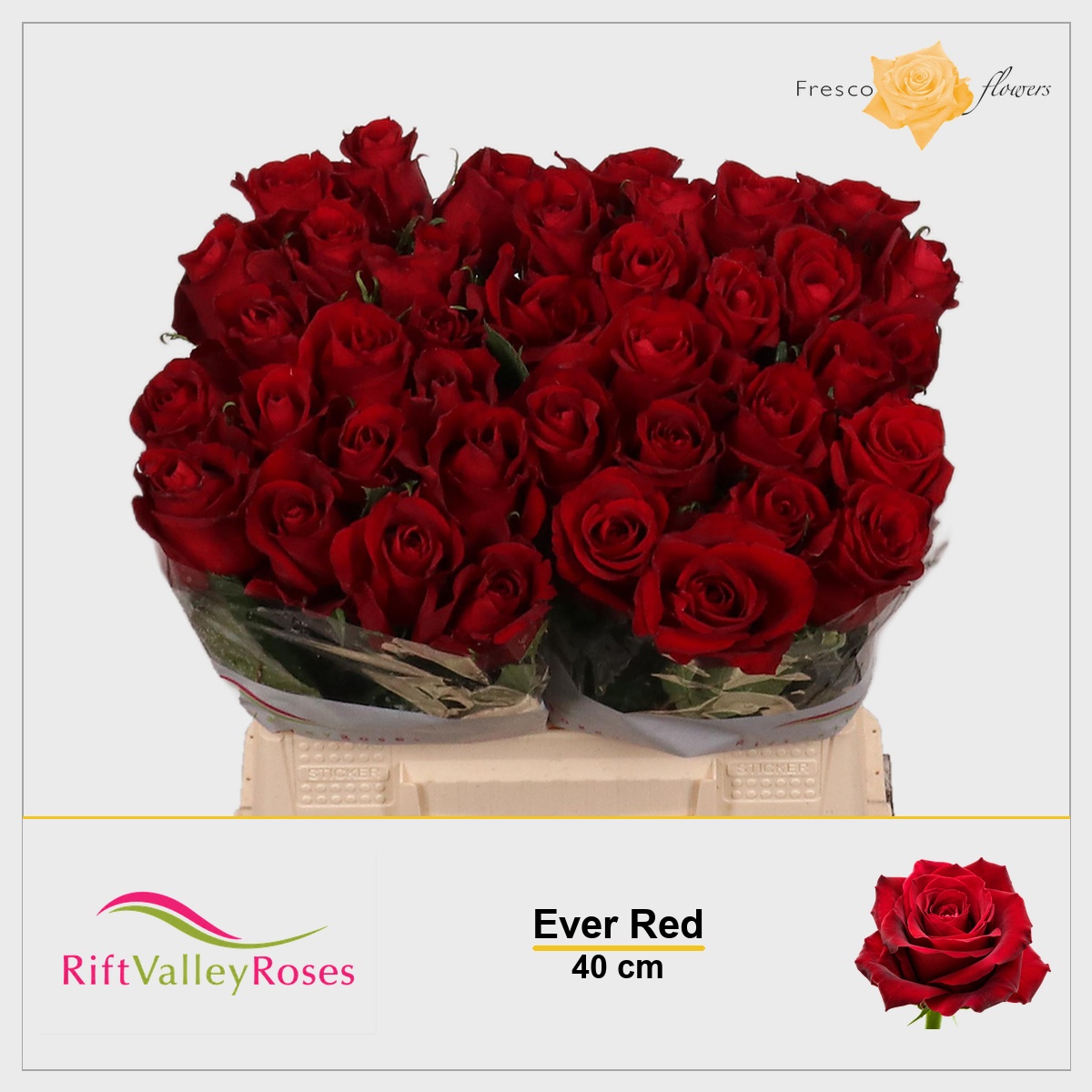 Rosa Ever Red 40cm