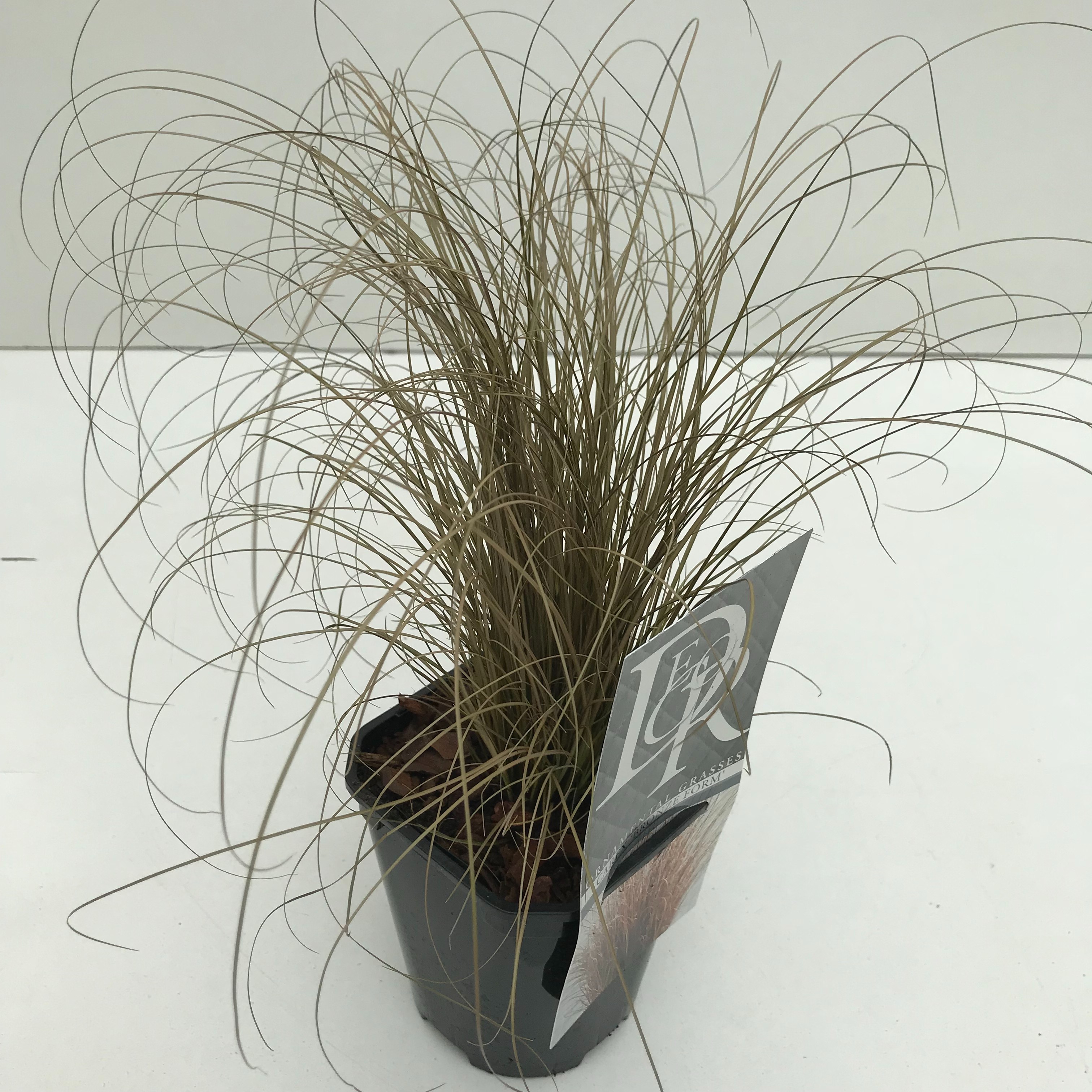 Picture of Carex Bronze Form P13-SQUARE