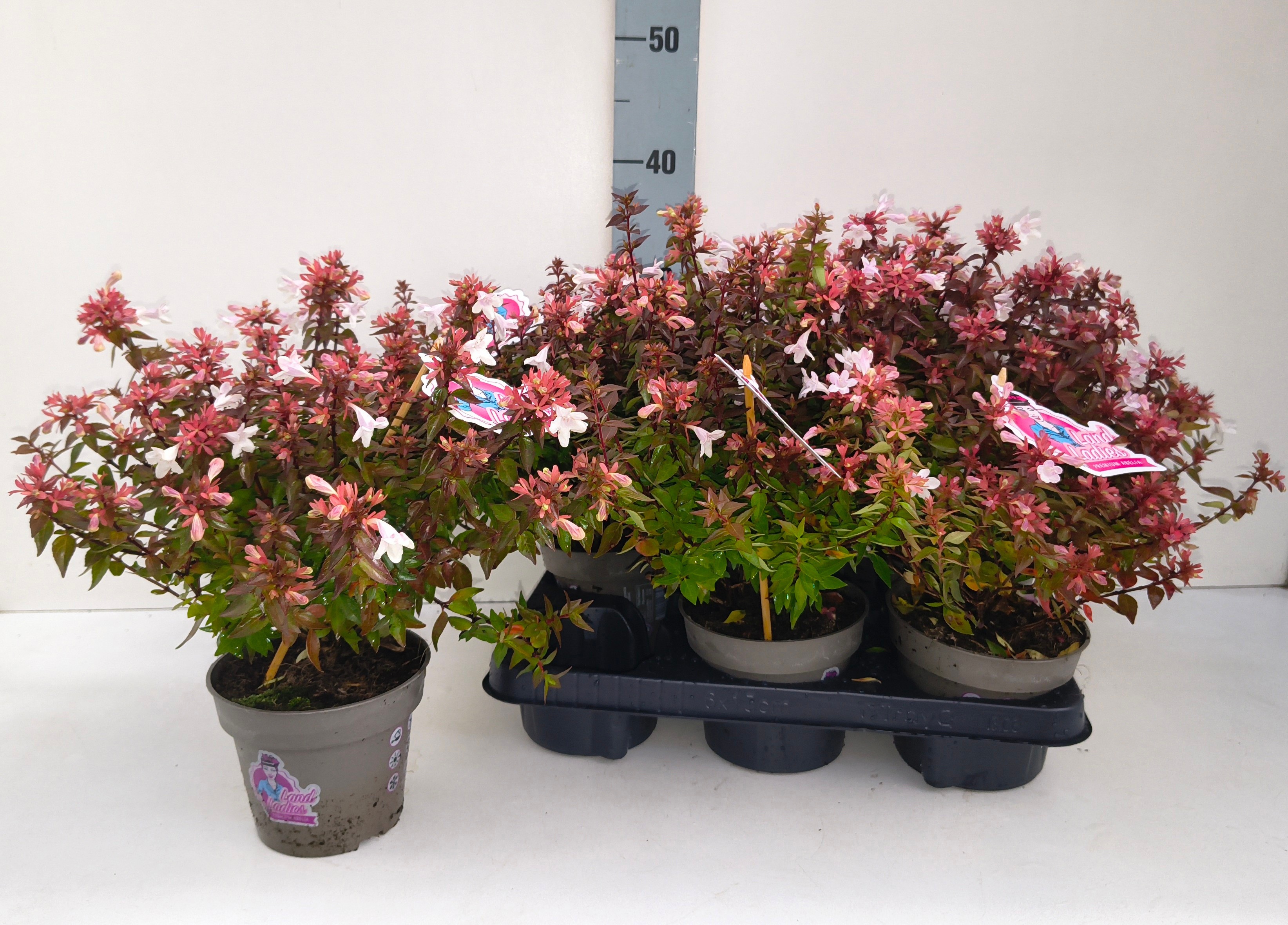 Abel Grandiflora 13P 35H