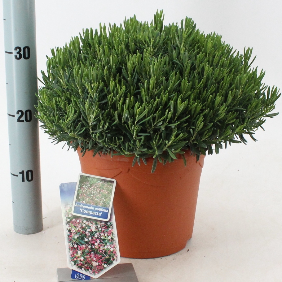 Picture of Andromeda polifolia Compacta P23 (5 Ltr)