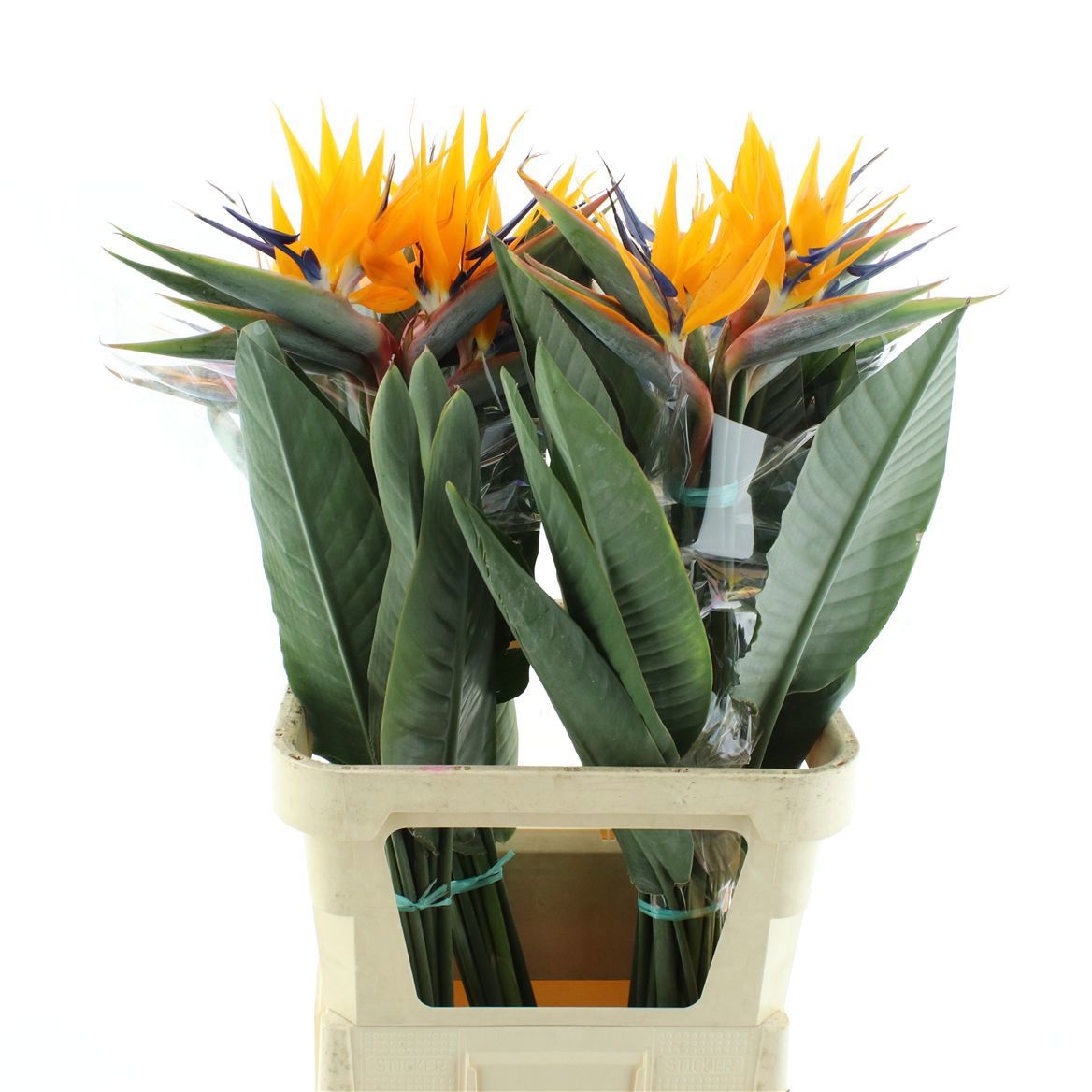 Strelitzia Flower 90cm