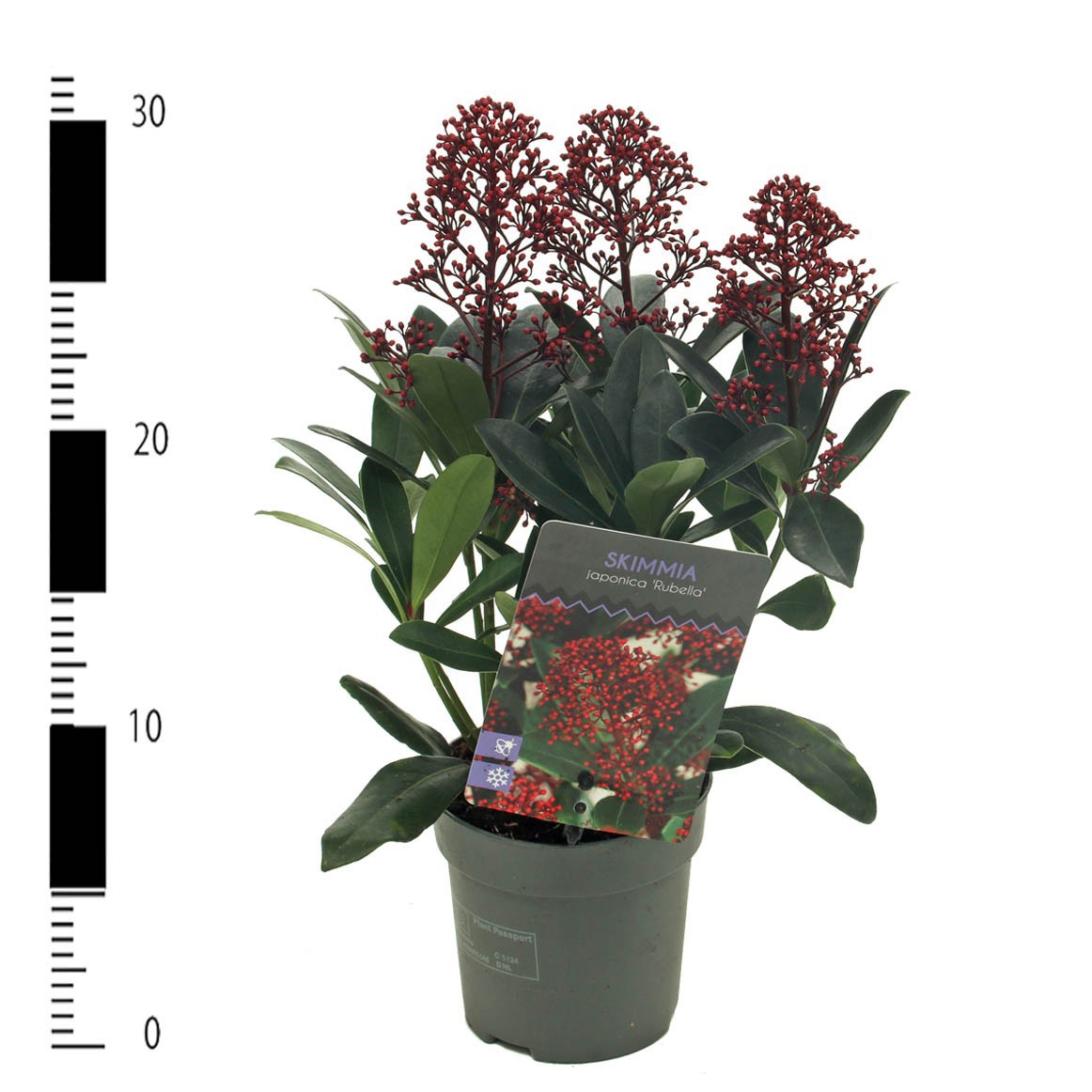 Picture of Skimmia jap. 'Rubella'