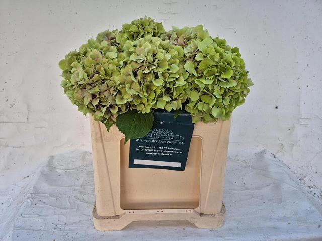 Hydr M Trendy Cl 50cm 16Ø