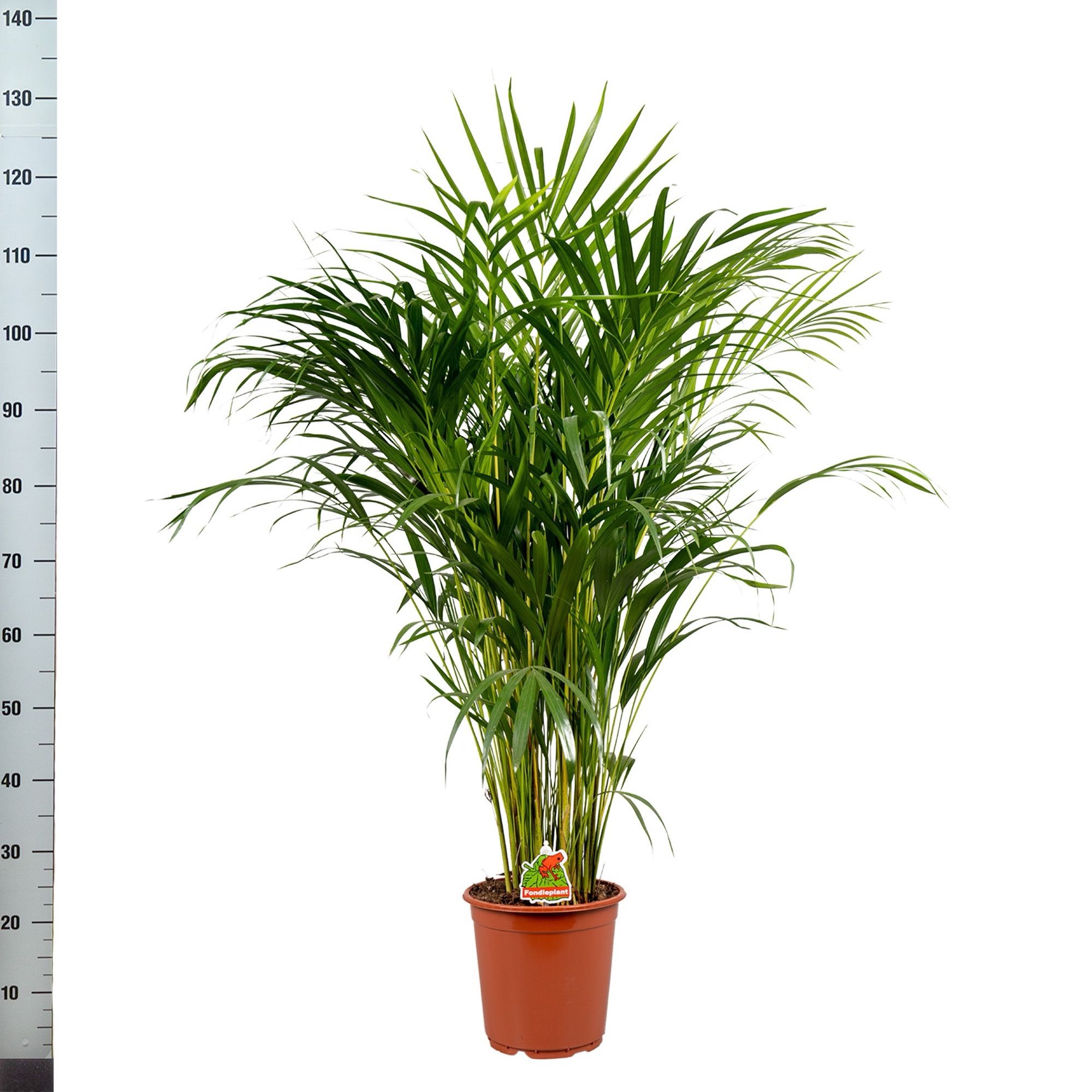 Chrysalidocarpus Lut 21Ø 120cm