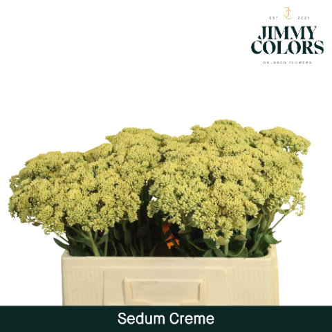 Sedum L55 Creme
