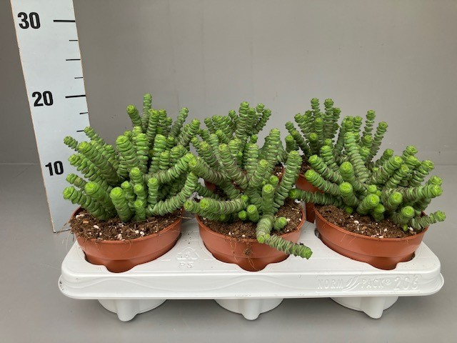 Picture of Crassula hottentot P12 20CM