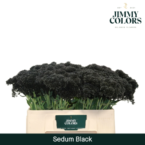 Sedum L55 Black