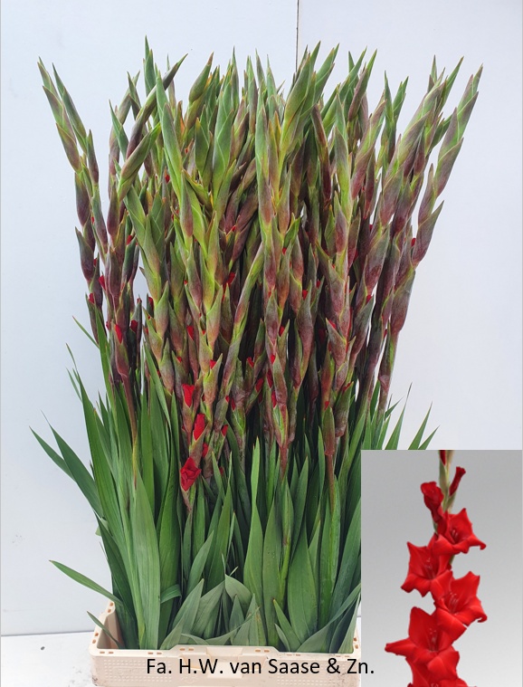 Gladiolus Red Balance 120cm 190gram