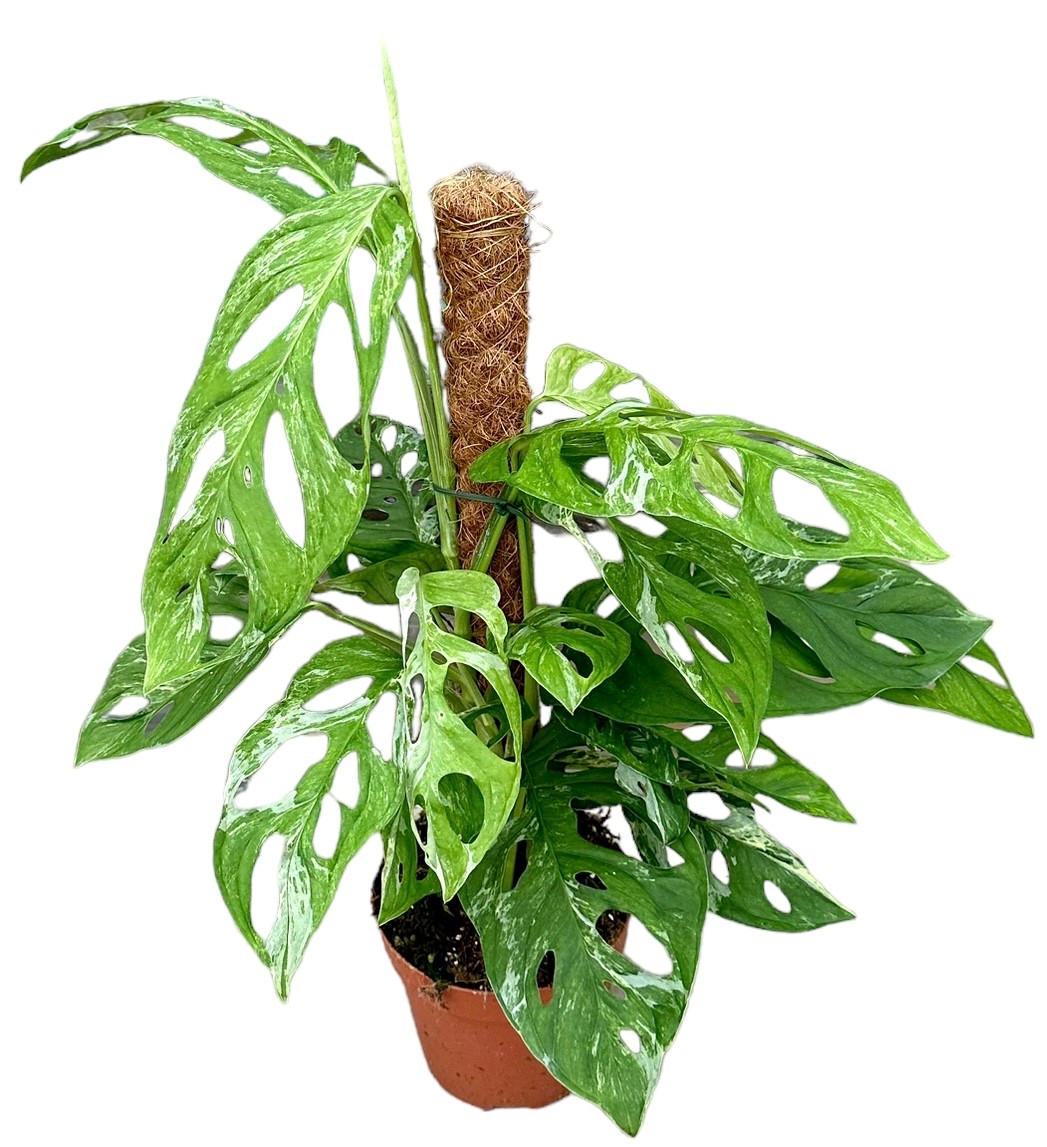 Picture of Monstera Adansonii Indonesian Marble P17 30CM