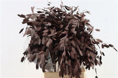 Dried/preserved Flowers Misc 70cm