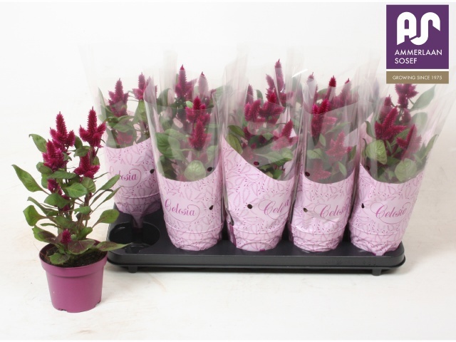 Cel Deep Purple 12P 35H