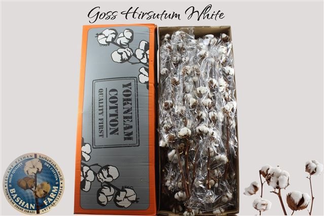 Dried Gossypium (COTTON) 60cm