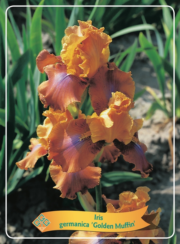 Picture of Iris germanica Mix 6x10 srt. per shelve P11