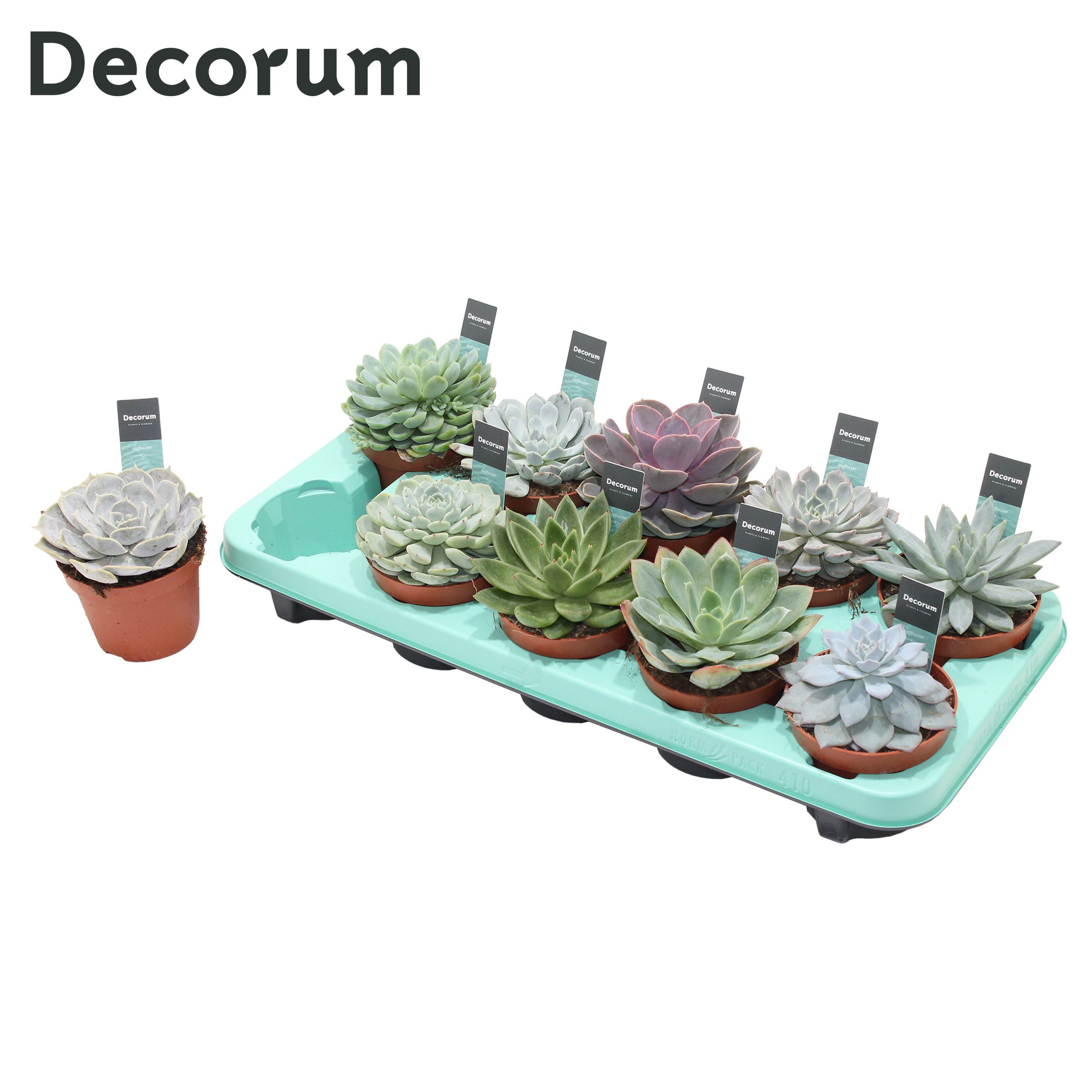 Picture of Echeveria in 10 varieties (Decorum) P10.5 15CM