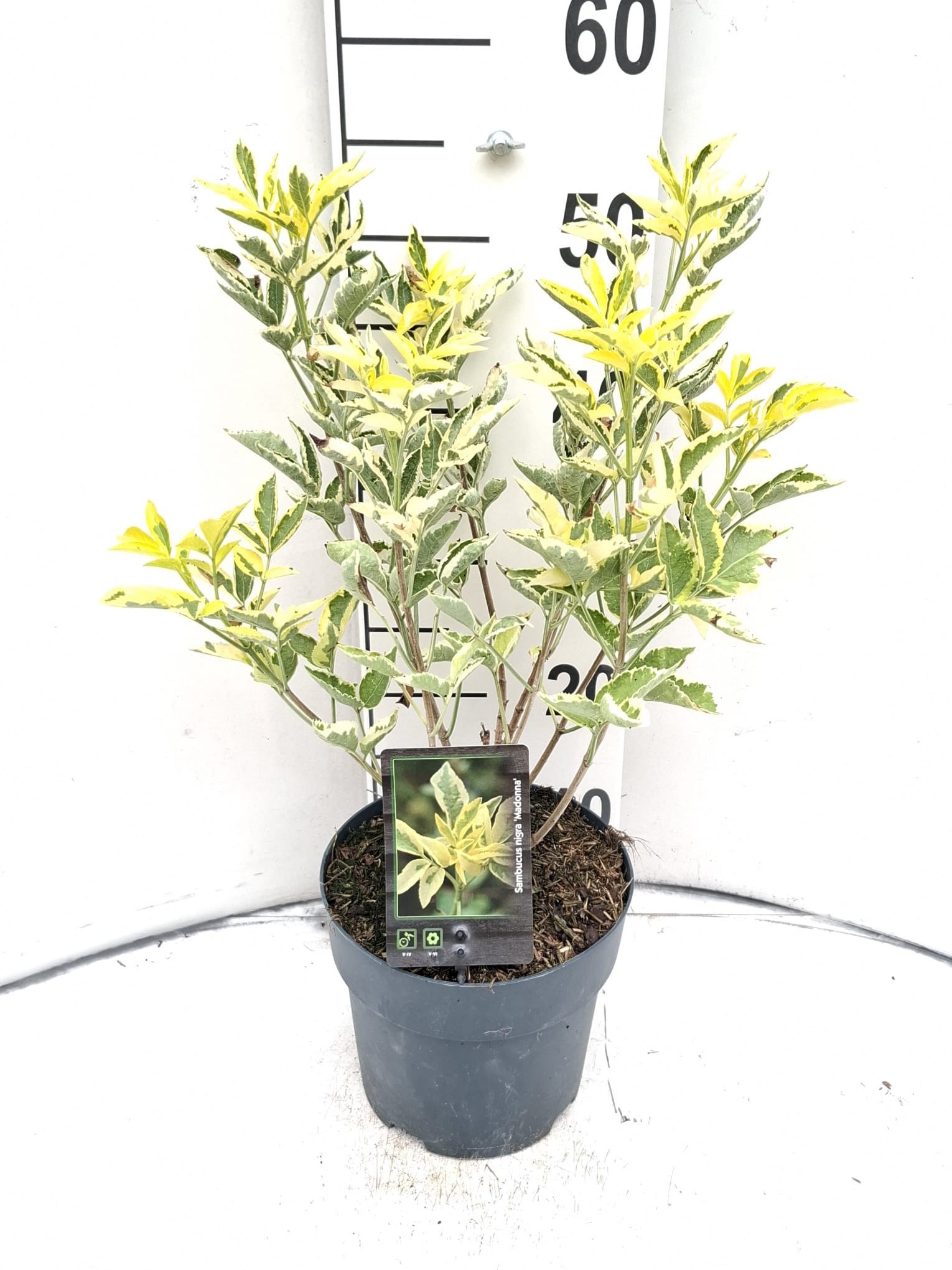 Sambucus nigra 'Madonna'