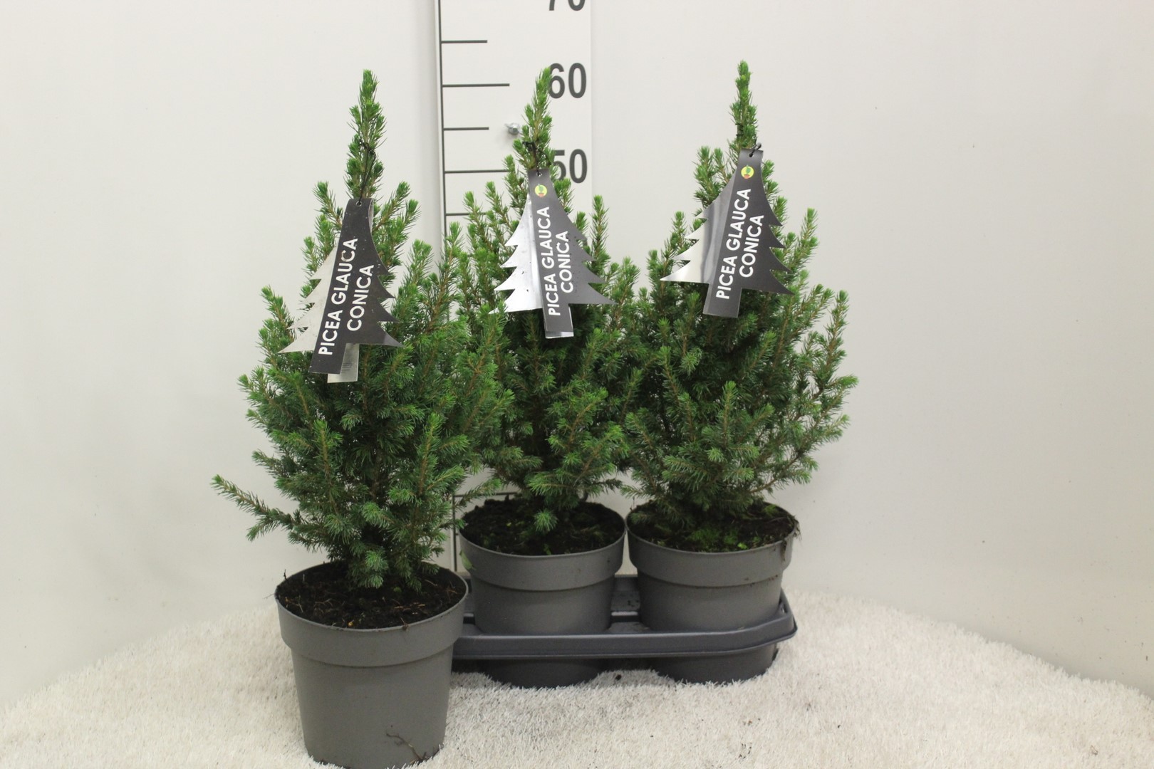 Picture of Picea glauca Conica P19 (3 Ltr) 60/CM-INCL-POT/POTGROWN (LOOSE)