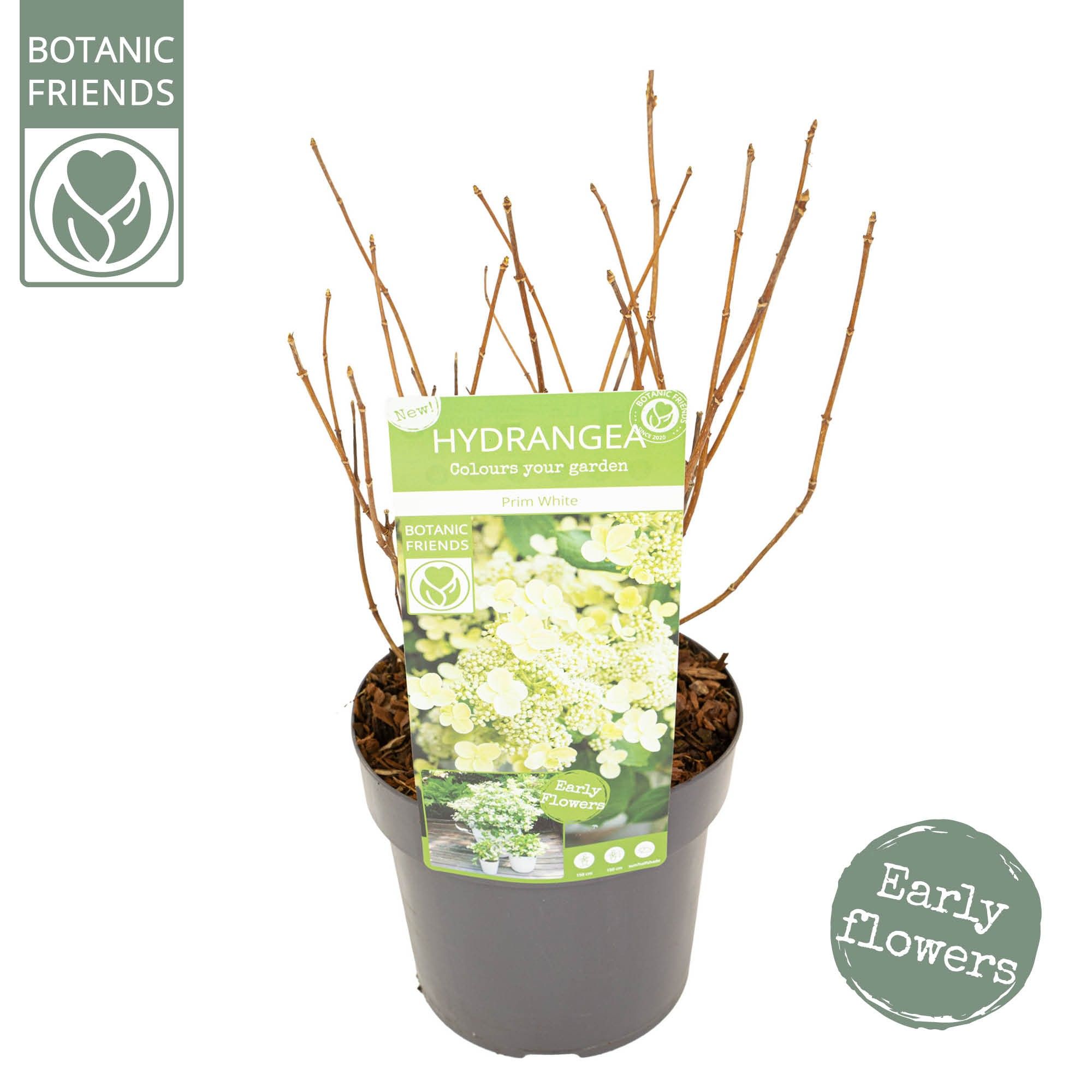 Picture of Hydrangea pan. 'Prim White'®