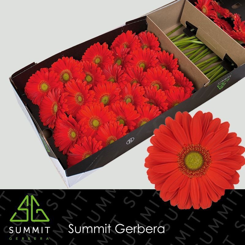 Gerbera Tangerine 45cm 10Ø