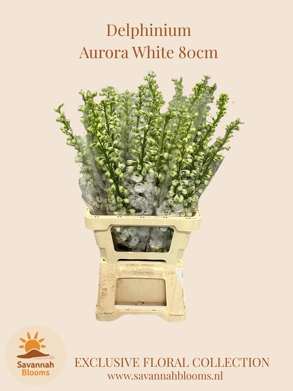 Delph Du Aurora Whit 80L.cm 23bloei