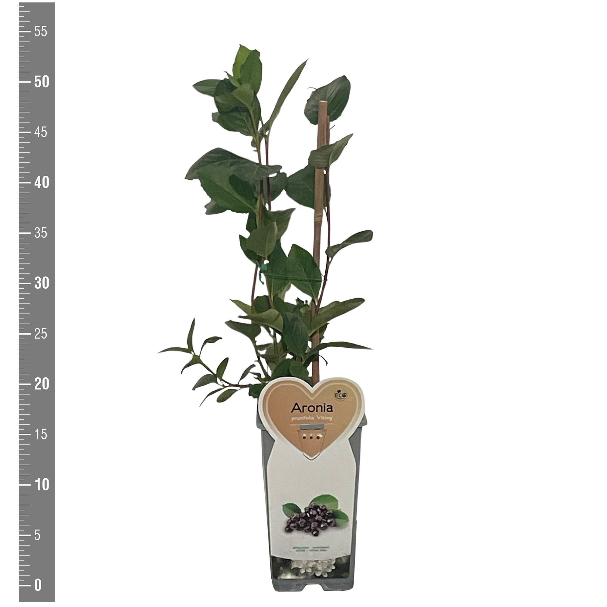 Aronia prunifolia Viking appelbes