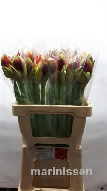 Hippeastrum Ferrari 2/4bl