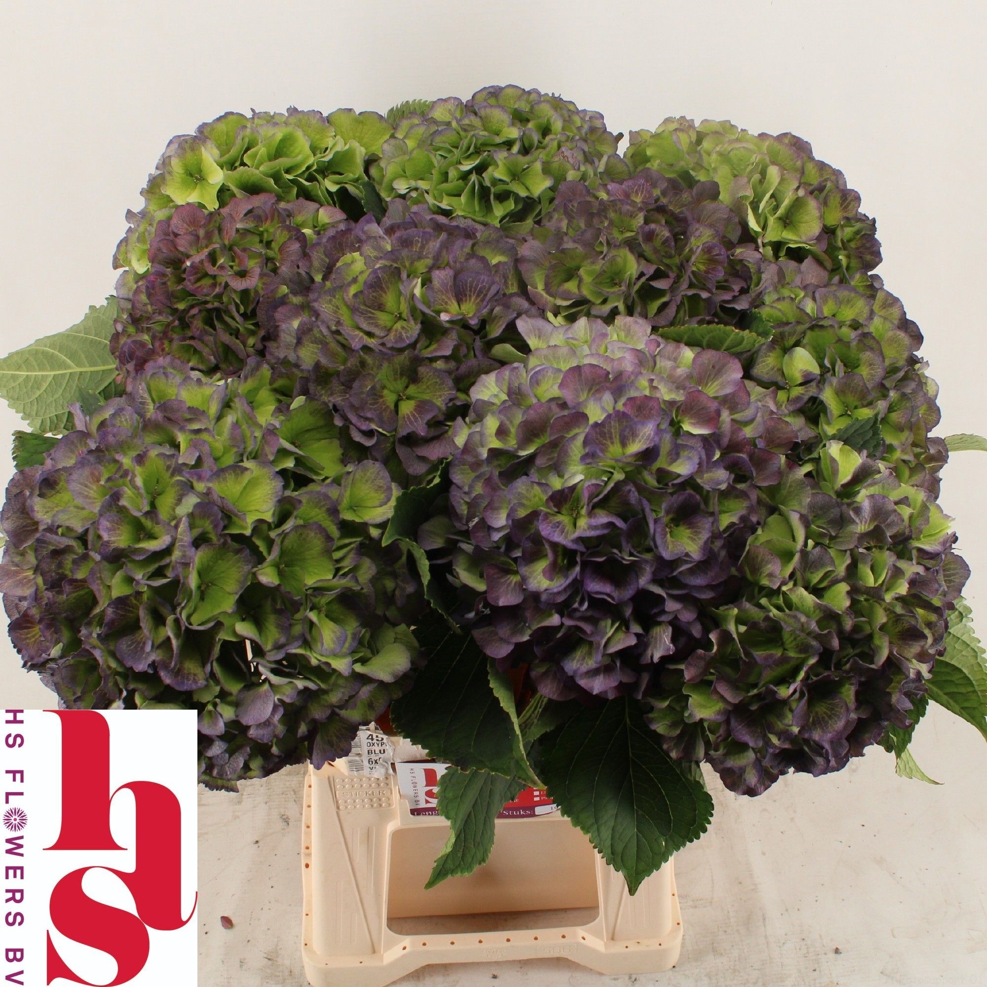 Hydrangea Verena Classic Blue 60cm 20Ø