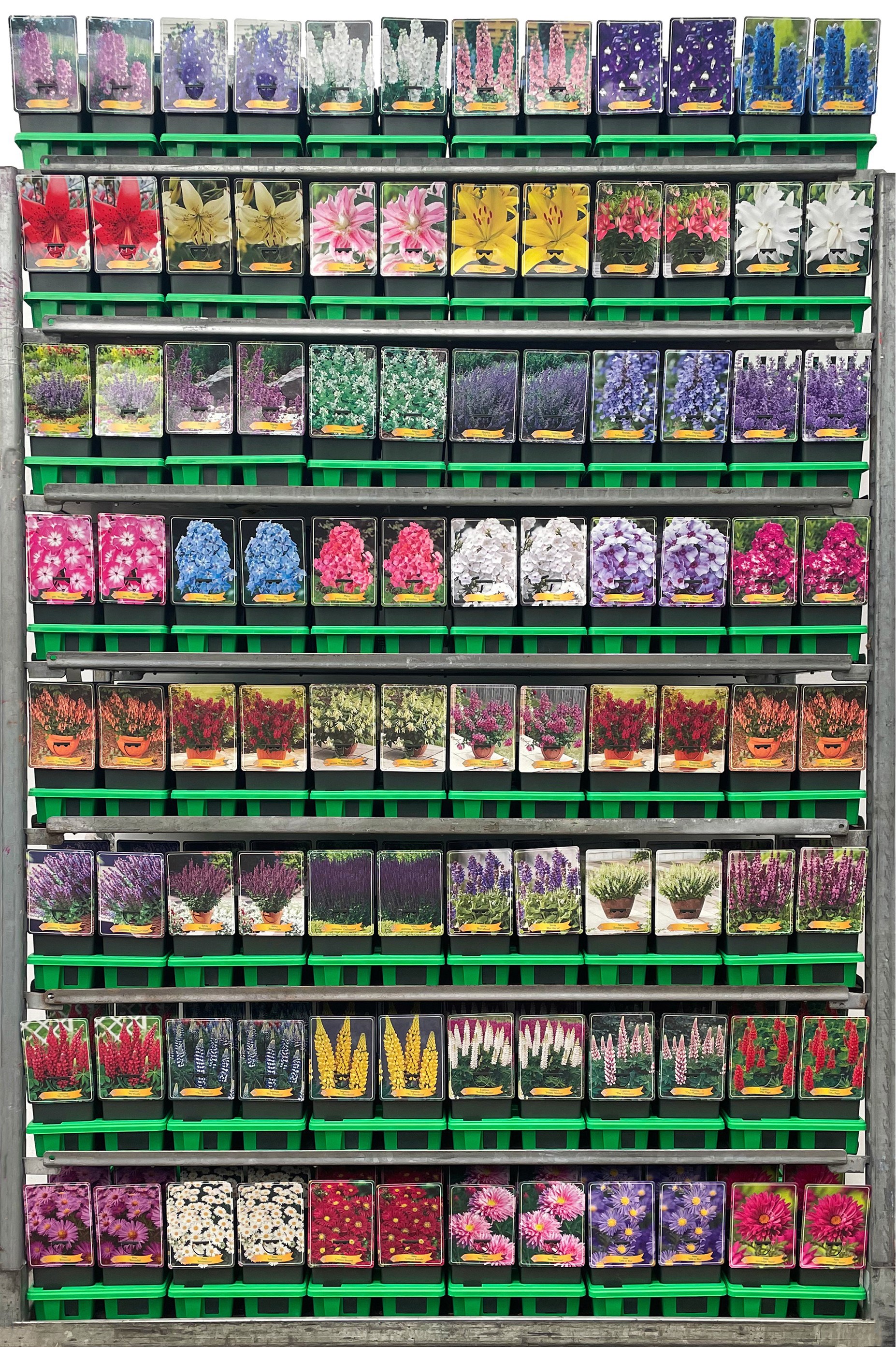 Picture of Budgetkar vaste planten Mix CC P11