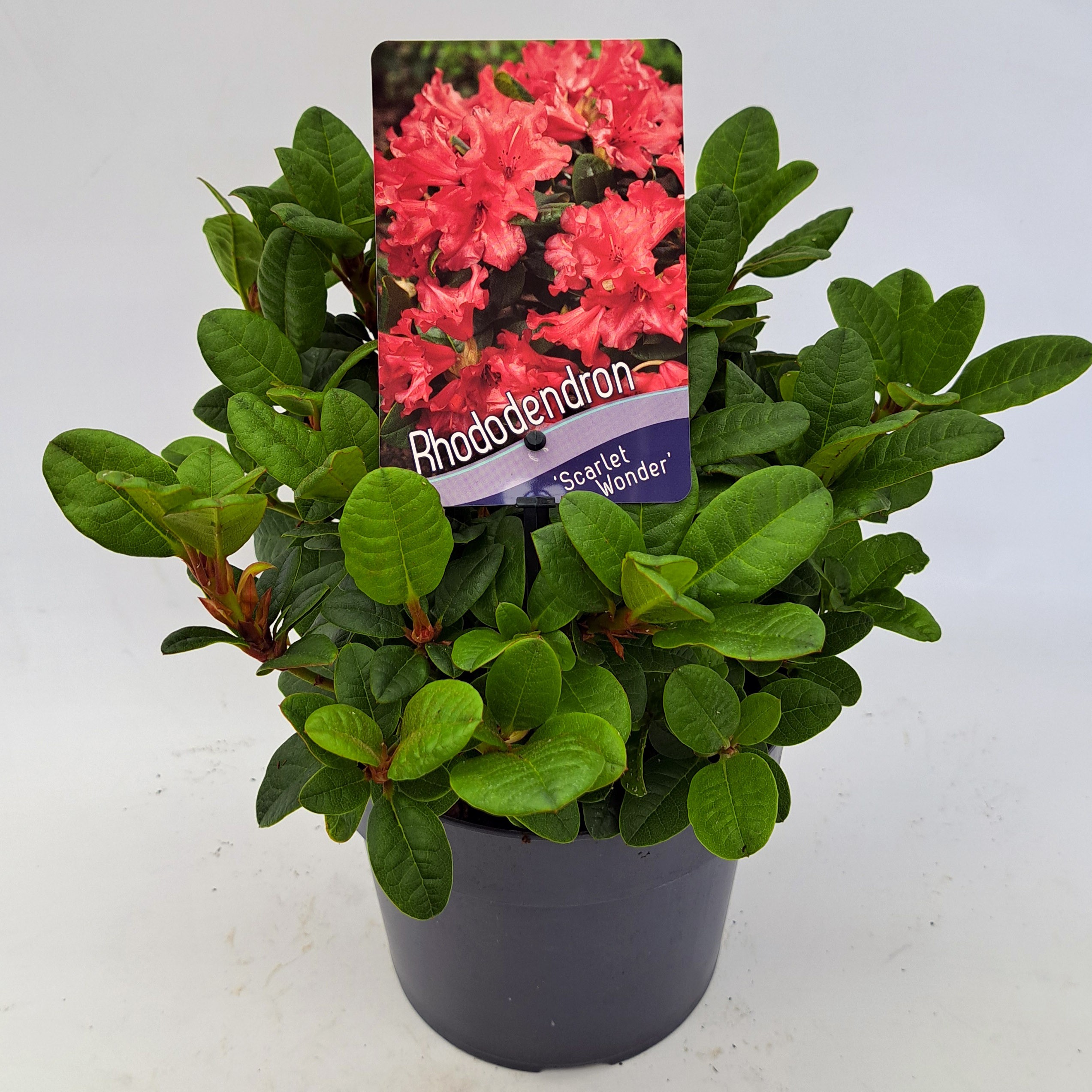 Picture of Rhododendron Scarlet Wonder P17 (2 Ltr) (LOOSE)