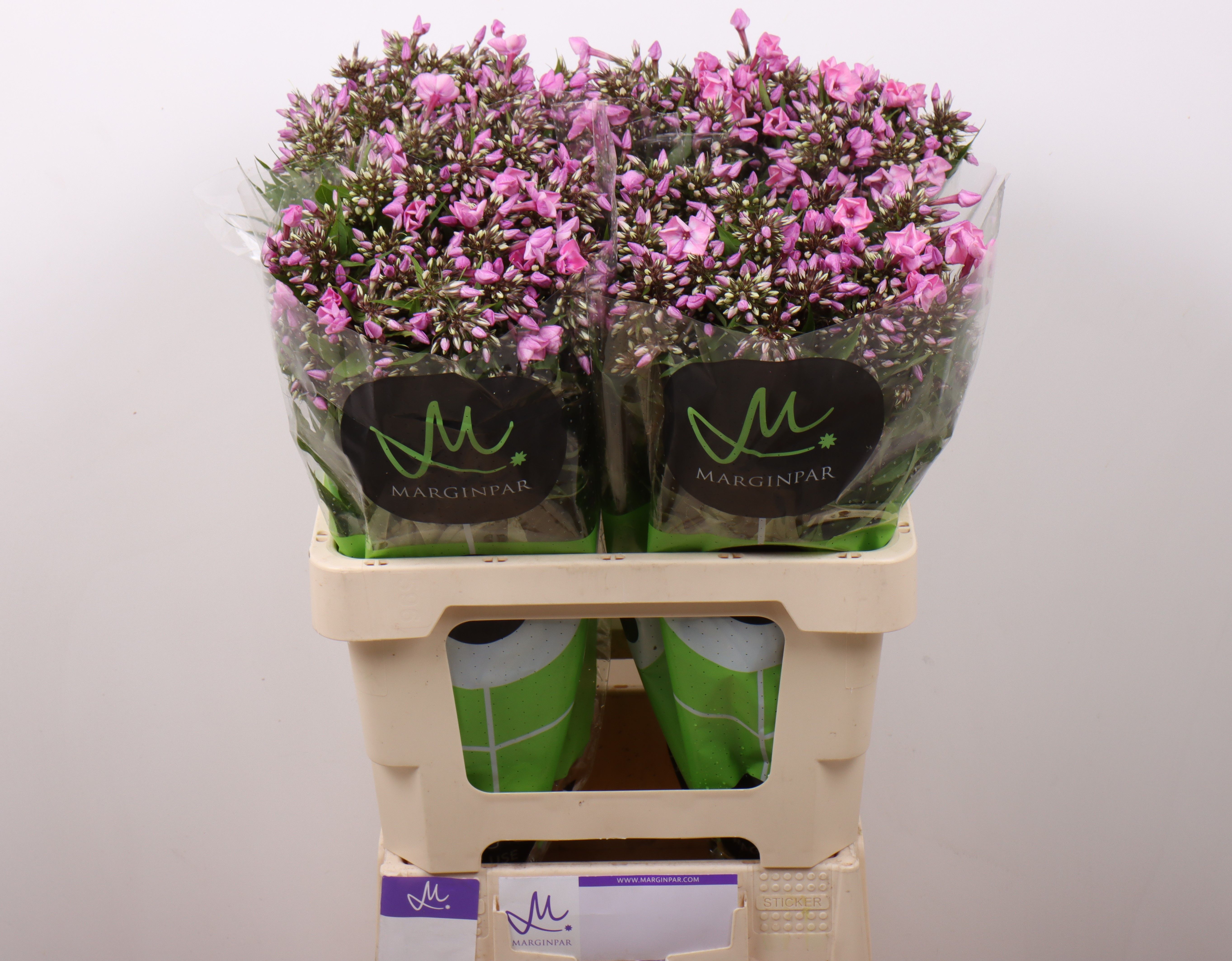 Phlox P Pink Eyes