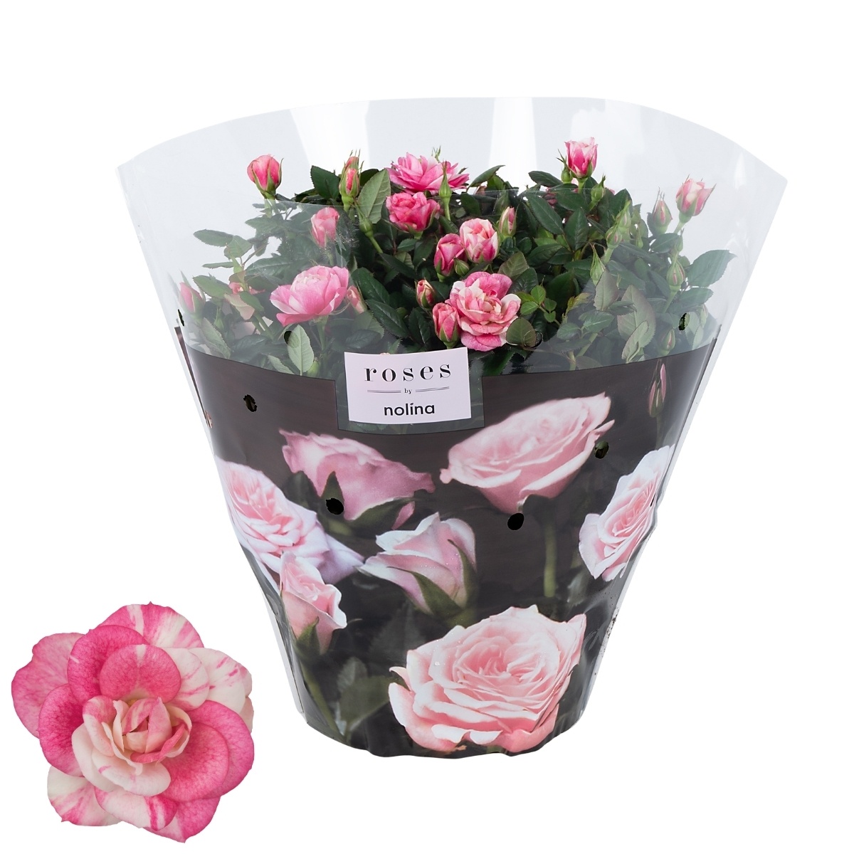 Nolina Roses Excellent Special Bowl Ø 23 Cm. Vieve