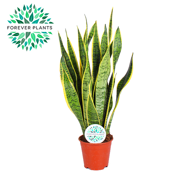 Picture of Sansevieria Laurentii P14 50CM