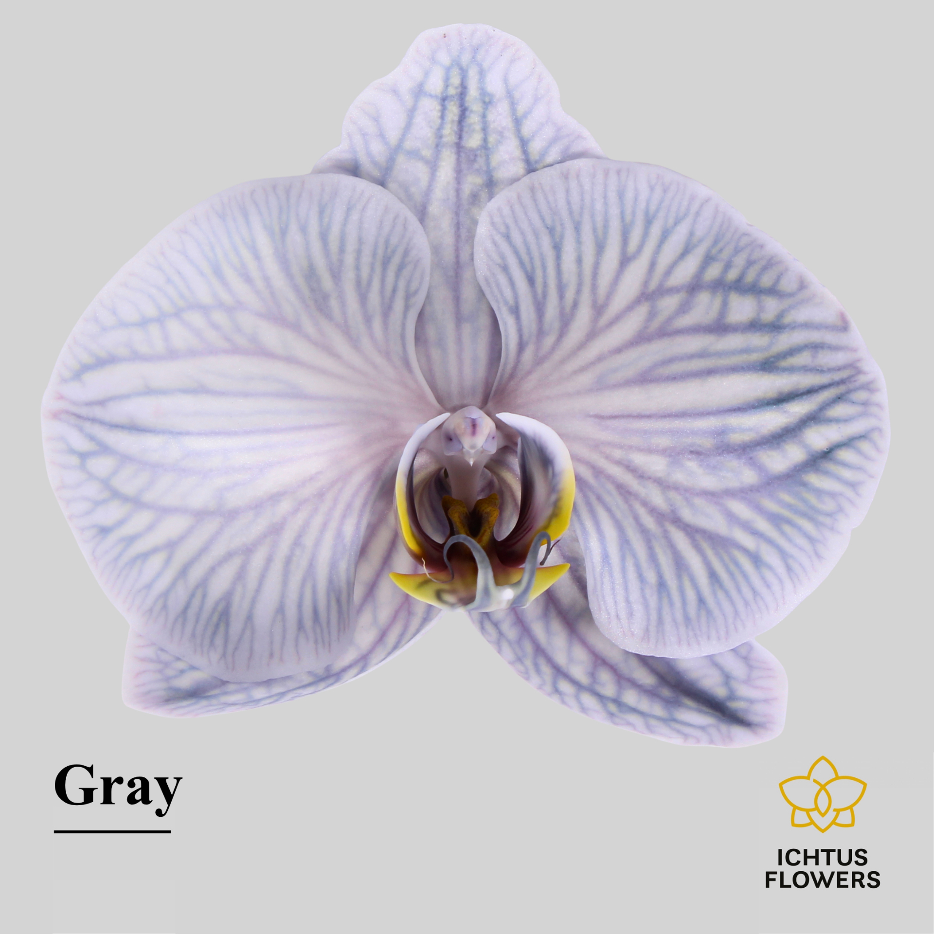 Phal Painted Excl. Gray Bloem 25 Bloemen
