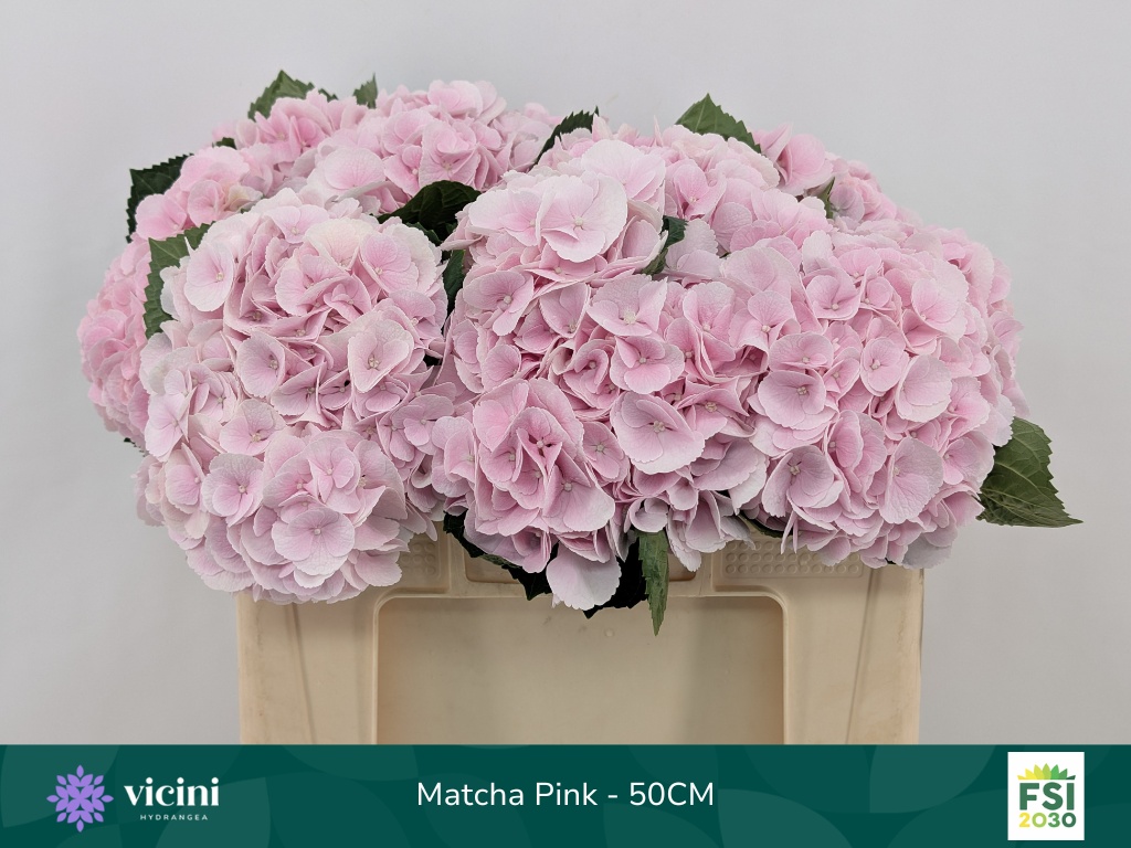 Hydrangea My Matcha 50cm 16Ø
