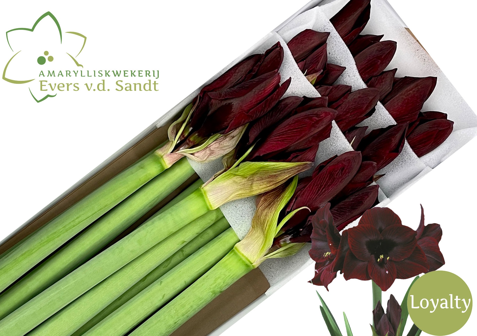 Hippeastrum Black Magic 4bl