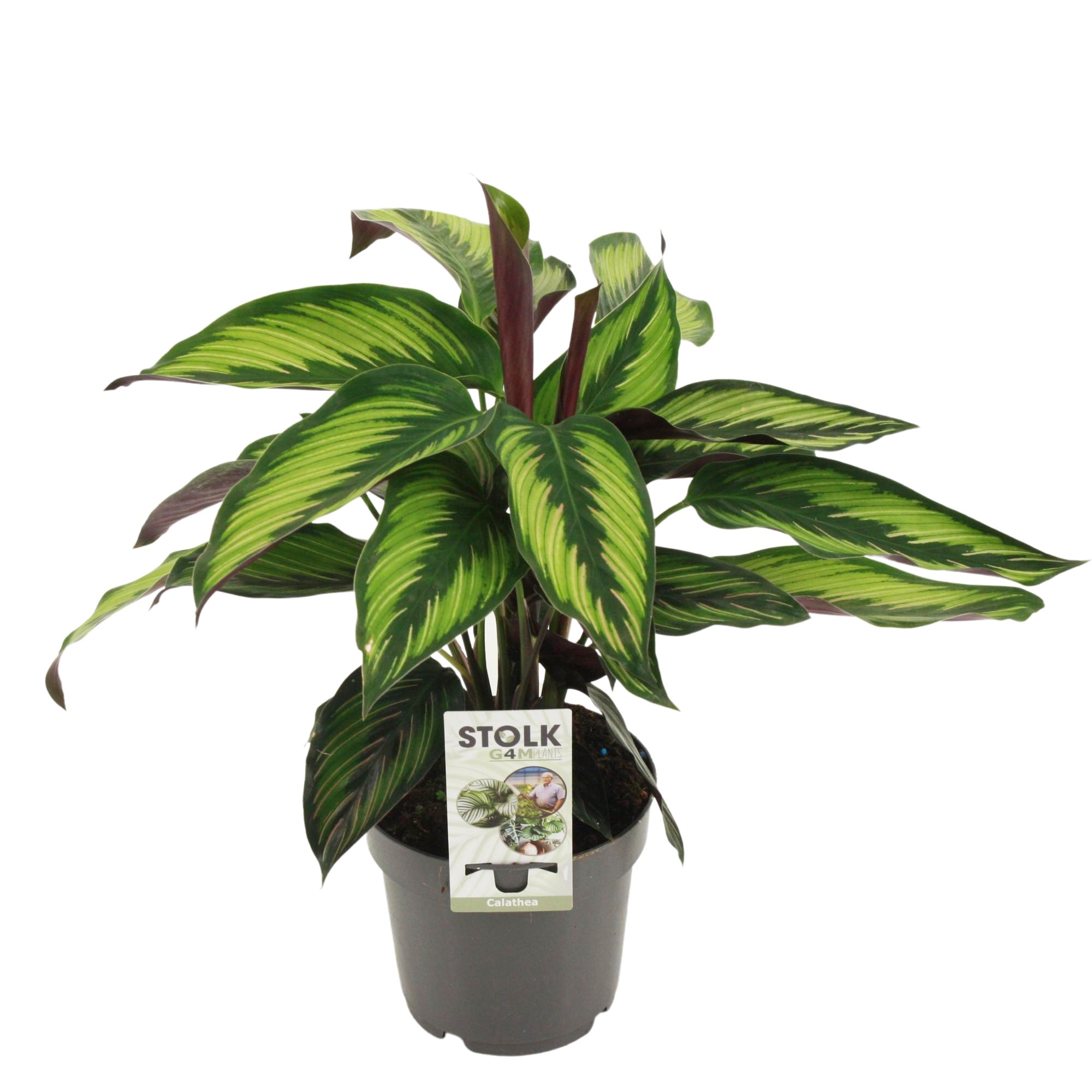 Picture of Calathea Majestica Princeps P14 45cm